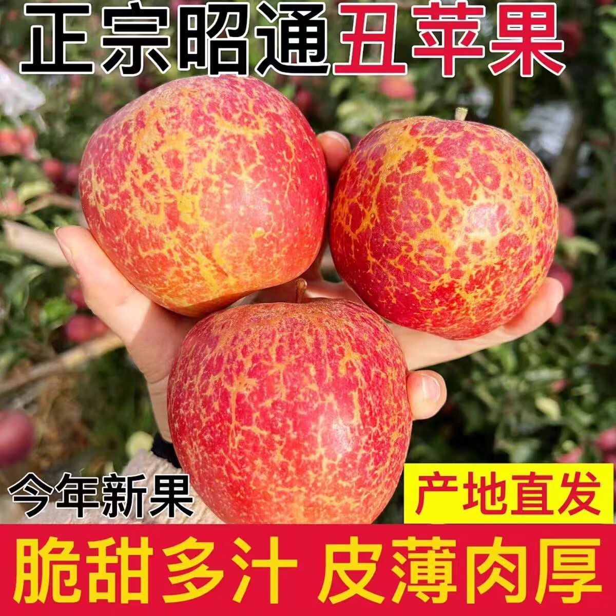 云南昭通苹果脆甜爽口酸甜适度细腻无渣现摘现发昭通苹果 特大果85mm+ 昭通苹果9斤装有空格量已足