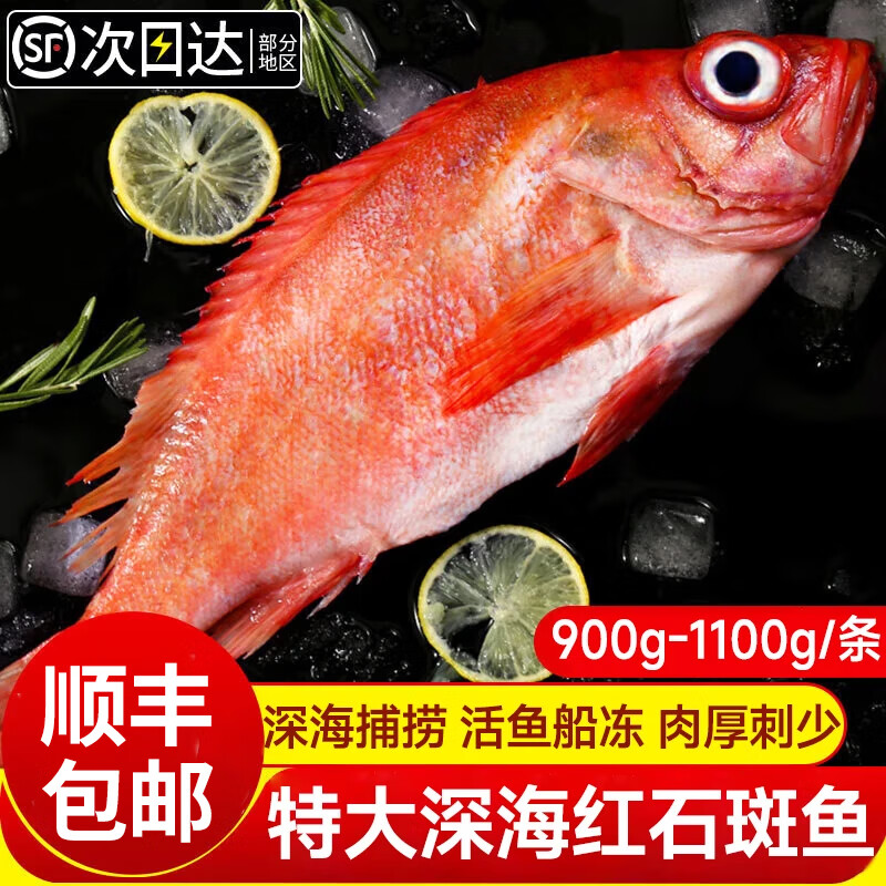 鮮拔頭籌新鮮紅石斑魚 大眼魚富貴魚深海紅魚冷凍石斑魚生鮮魚類 特大規(guī)格紅石斑魚 1.1kg -900g/條