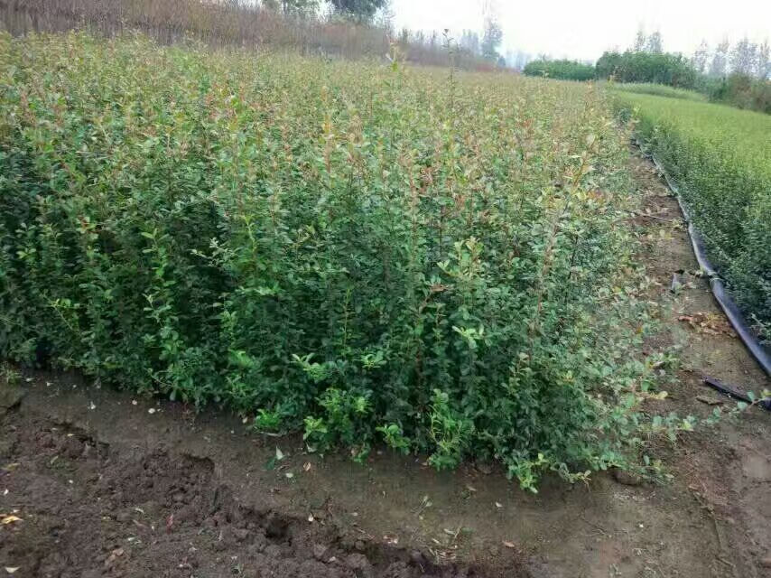 庭院围墙篱笆绿篱小苗 火棘苗 带刺防盗植物盆景盆栽绿化树苗 1米以上