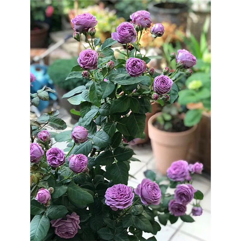 微蓝月季花大苗盆栽灌木月季有点蓝紫色多头丰花抗病大苗四季开花 中