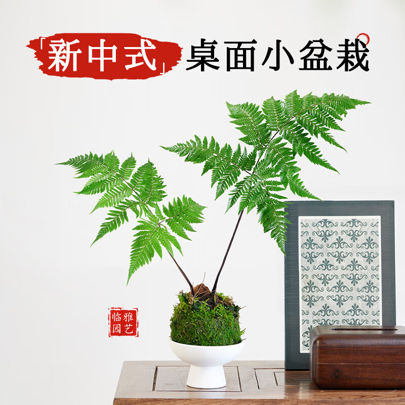 红磷蕨苔藓球绿植蕨类小众室内办公室书房耐阴茶几新中式禅意盆景 红磷蕨苔藓球2片叶【荷叶瓷盆+小和尚】