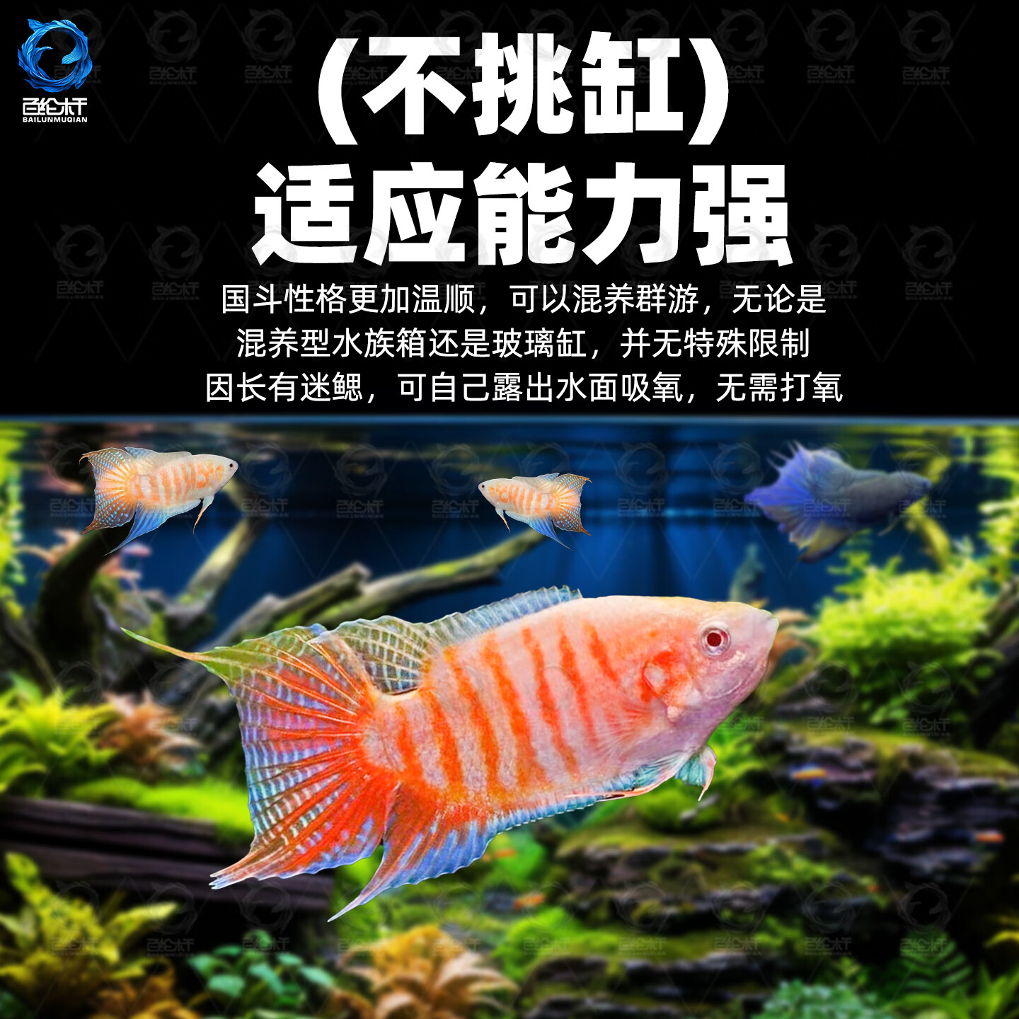 百纶木千中国斗鱼观赏鱼冷水鱼小鱼淡水鱼缸宠物活鱼好养耐活金鱼 巨普+澳火+黄金+白兔各2条 共8条