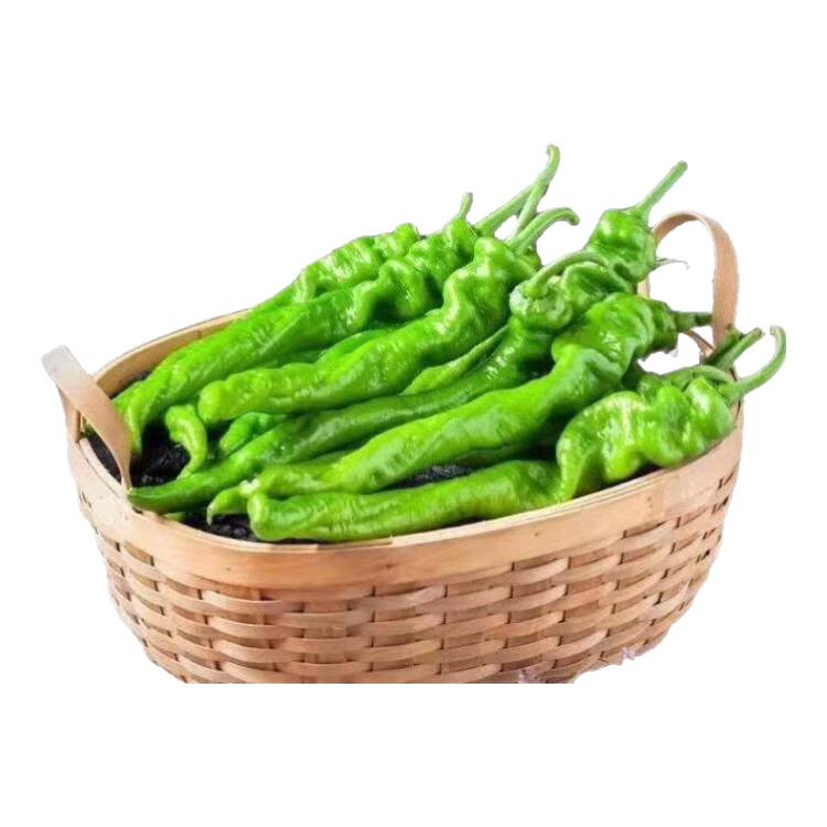 新鲜现摘螺丝椒薄皮香辣超市生鲜蔬菜青椒 香辣螺丝椒1斤