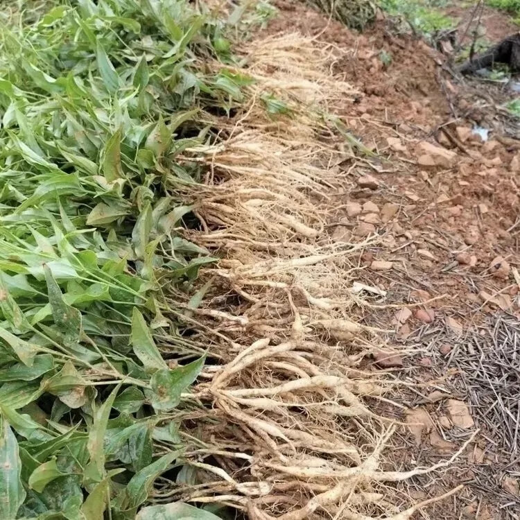 百部苗红花对叶百部苗白花百部根苗中药材云南百部种苗块茎种植苗 100