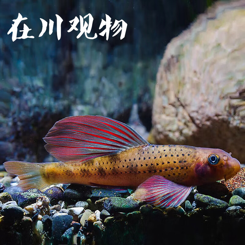 原食味建德小鳔鮈好养原生鱼冷水鱼不加温底栖除藻鱼观赏鱼棒花鱼