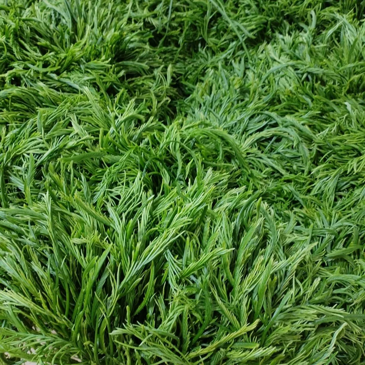 云南德宏新鲜蔬菜帕哈合金欢臭菜傣族绿叶宴帕哈250克泰国生吃 1斤