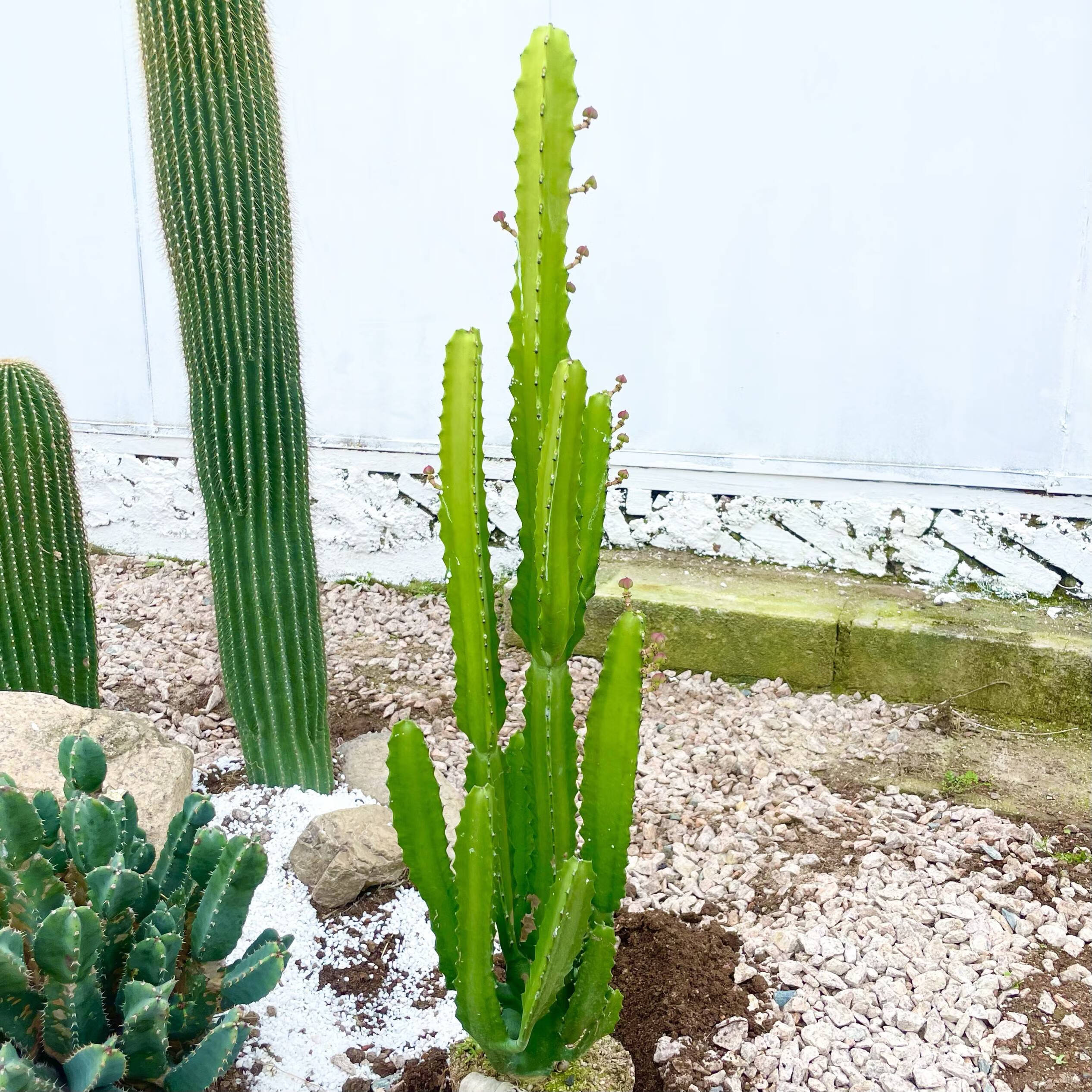 沙漠仙人掌植物三角大戟阁庭院植物造景室内装饰大型植物耐热 三角