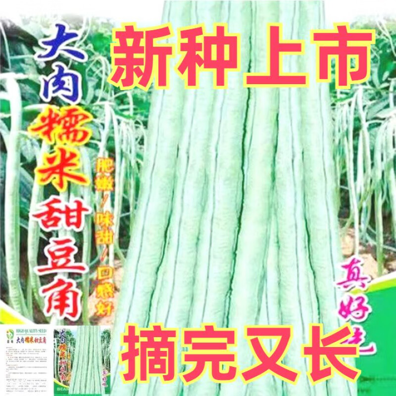 超好吃大肉糯米甜豆角種子白長(zhǎng)豆角春夏秋播白玉長(zhǎng)豇豆易種蔬菜孑 nx335#精挑細(xì)選：原裝約25O粒