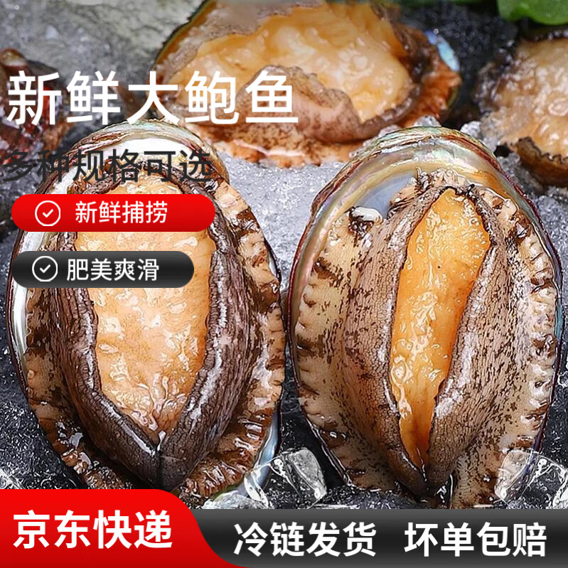 特大号鲜活鲍鱼新鲜冷冻鲍鱼批发鲍鱼冷冻鲍鱼新鲜大号 10头鲍*1袋【10只装】