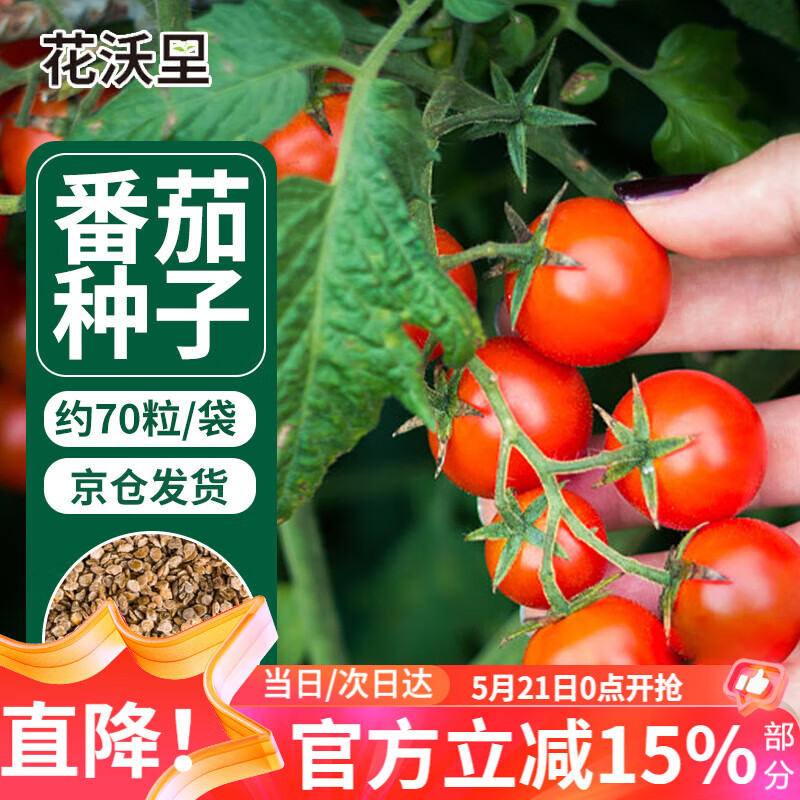 花沃里盆栽小番茄种子约70粒 蔬菜种子红珍珠小西红柿阳台盆栽/庭院种植
