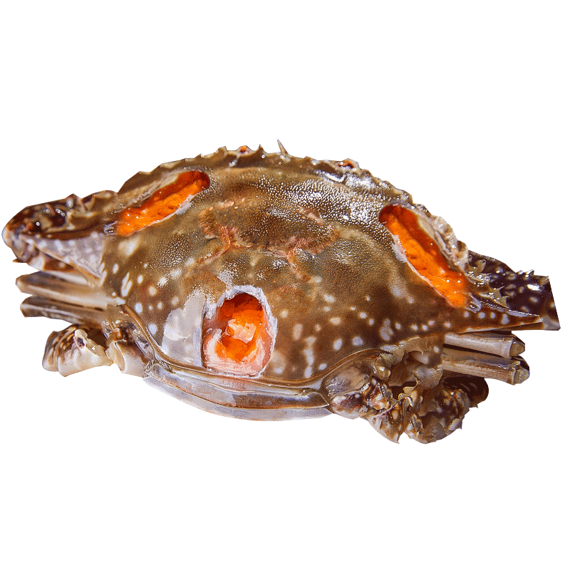 ���ڲ��������Ǻз��ֻ��з��з��ʳĸз�����ز���ɽ����з���з����з 4ֻ����ֻ����4-6��/ֻ�� 126.98Ԫ