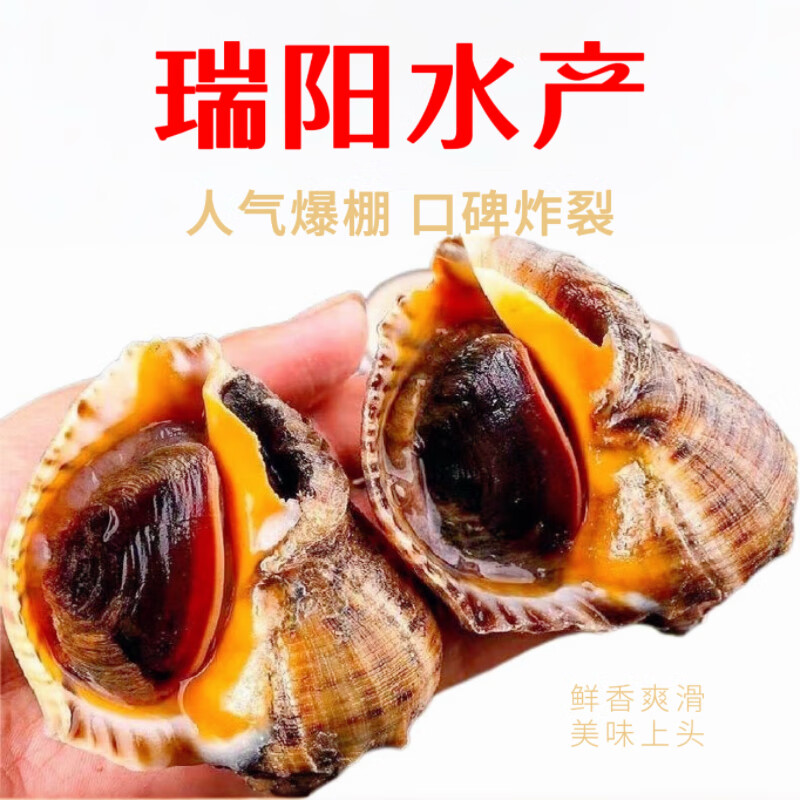 瑞阳水产丹东东港鲜活大香螺大海螺生蚝鲍鱼海螺扇贝特大野生螺 中海螺 一斤 8-10只