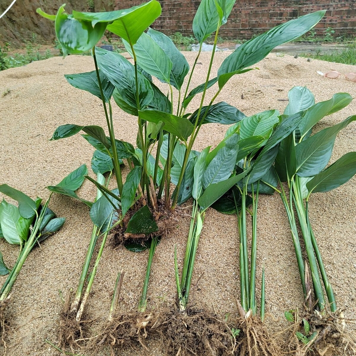 新鲜采挖大粽叶苗种植大粽叶苗柊叶苗新鲜大冬叶苗 新鲜大粽叶苗2