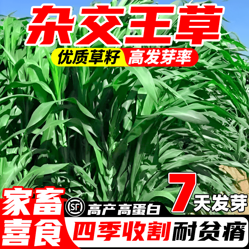 四季高产多年生喂牛羊鸡鸭鹅猪鱼兔畜牧养殖牧草种子 杂交高丹王半斤