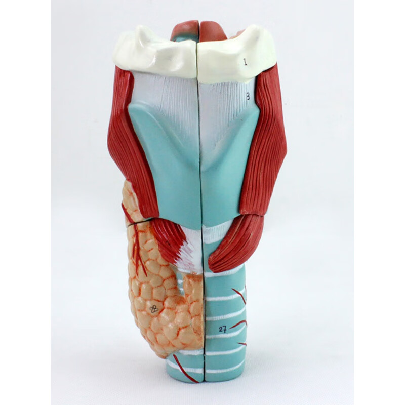 医学人体喉软骨模型咽喉肌模型喉咙腔解剖喉腔喉头结构声乐学习耳鼻喉