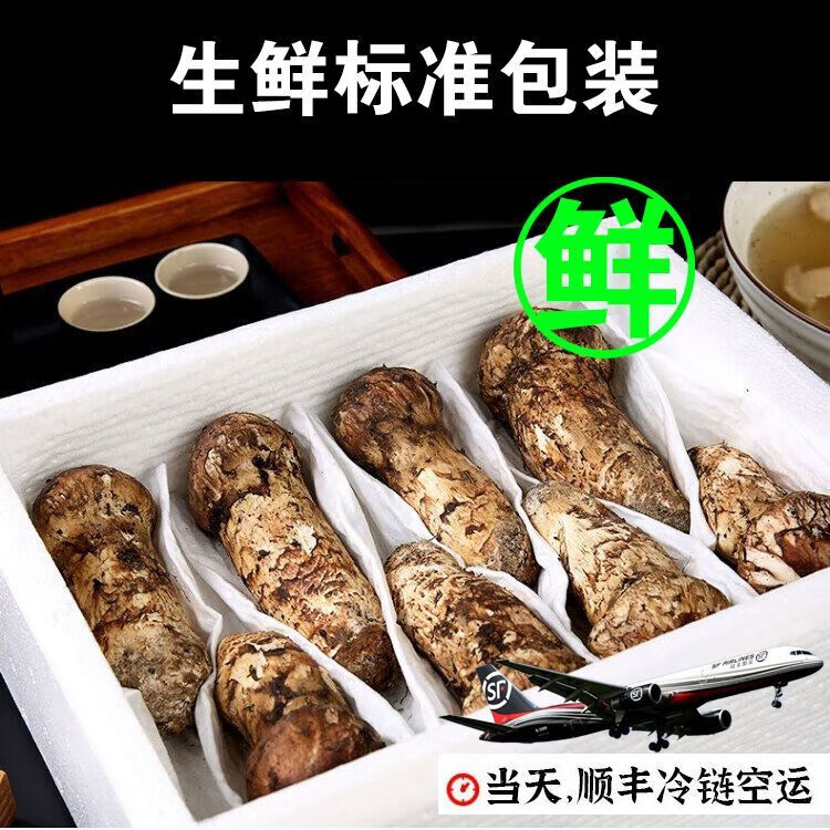 新鲜野生松茸2025云南香格里拉云南特产菌菇送礼250g现货野生鲜货 出口级松茸 10-14cm【超高回购】 野生新鲜松茸菌【1000克】超高回购