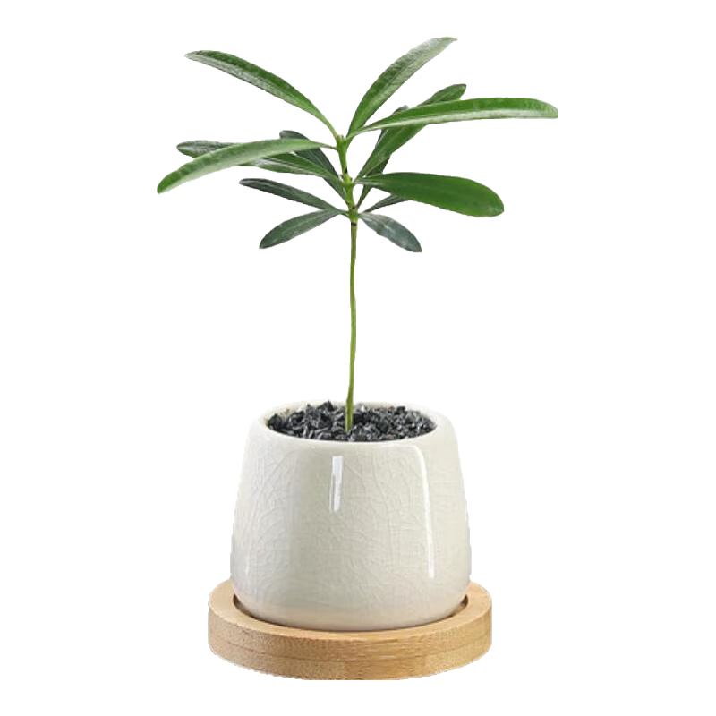 八芽  罗汉松-白小雪梨盆-竹底托 带盆栽好 3.3元(需领券)