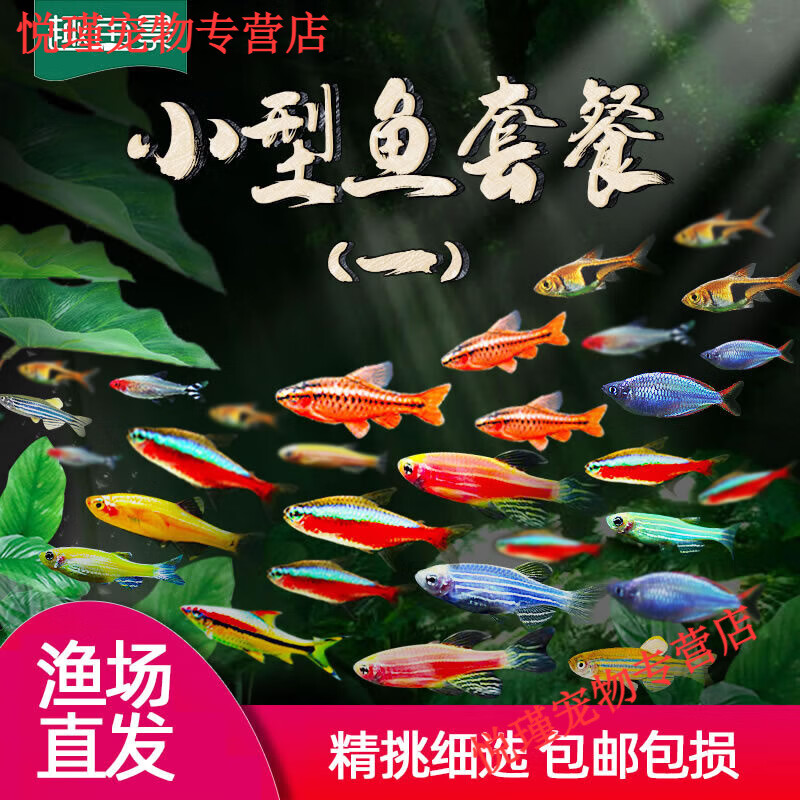 热带观赏活鱼好养宝莲灯斑马淡水金鱼苗天使孔雀小型红绿灯科小鱼 [满58元升级顺丰]默认中通圆