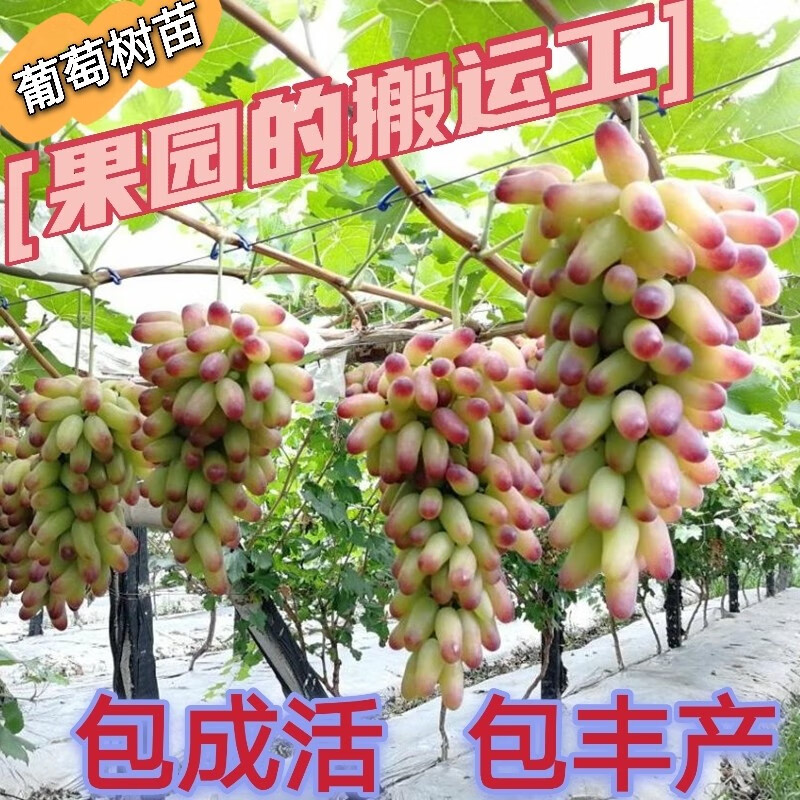 葡萄树苗南北方盆栽地载种植当年结果高产红提美人指葡萄爬藤植物