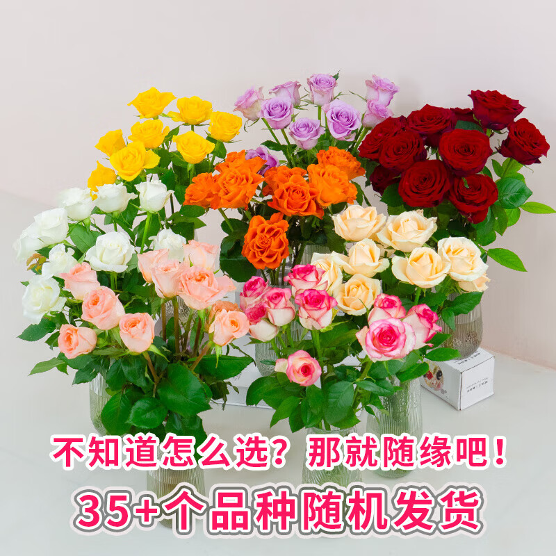 ��õ�廨��10֦װ������������ֱ�������ʻ�������ˮ���廨����3 Ʒ�ƻ�������õ�����ɫ10֦���˳�45-50CM��