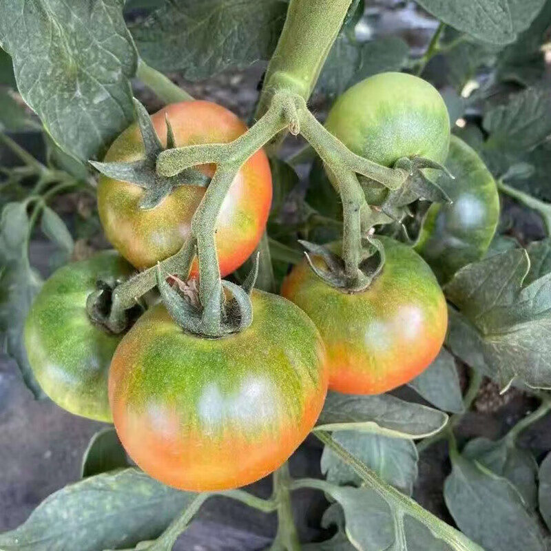 CNUS草莓番茄种子铁皮水果西红柿菜种籽超甜柿子蔬菜种子 草莓铁皮番茄种子【210粒】