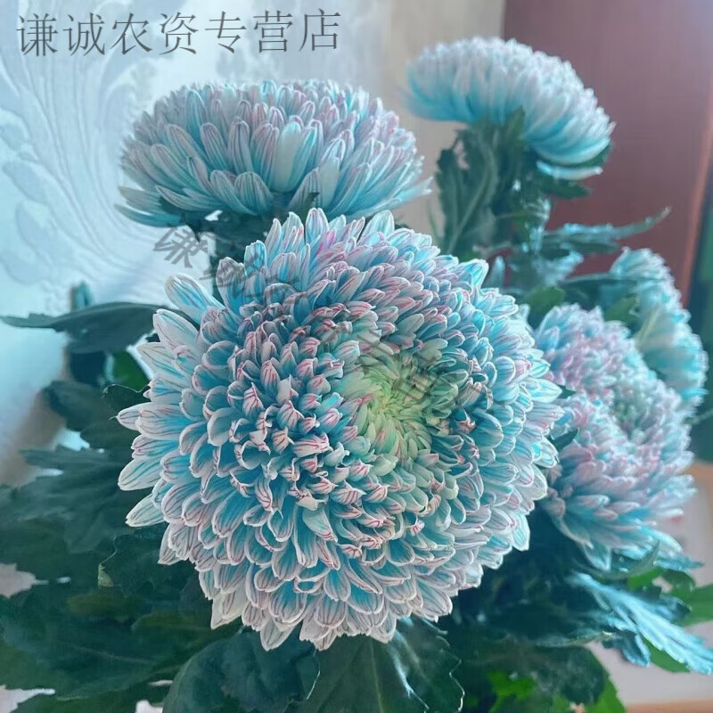 澳颜莱牡丹菊花苗青花瓷大花耐寒耐热驱蚊虫四季室内外阳台庭院种植花卉 F2【极光色重瓣牡丹菊】 多年养殖：5棵小苗