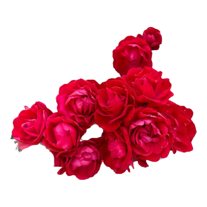 ľڻ ľ㻨ͥԺֲ̨ z5 ļľ50-70Ҹ߶ 11.5Ԫ