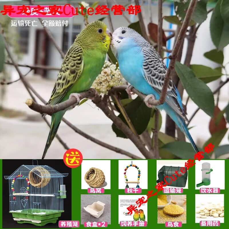 鹦鹉活鸟包活云斑鹦鹉中小型会说话手养虎皮鹦鹉活物家养宠物小鸟 篮虎皮+绿虎皮+豪华鸟笼+鸟窝+秋