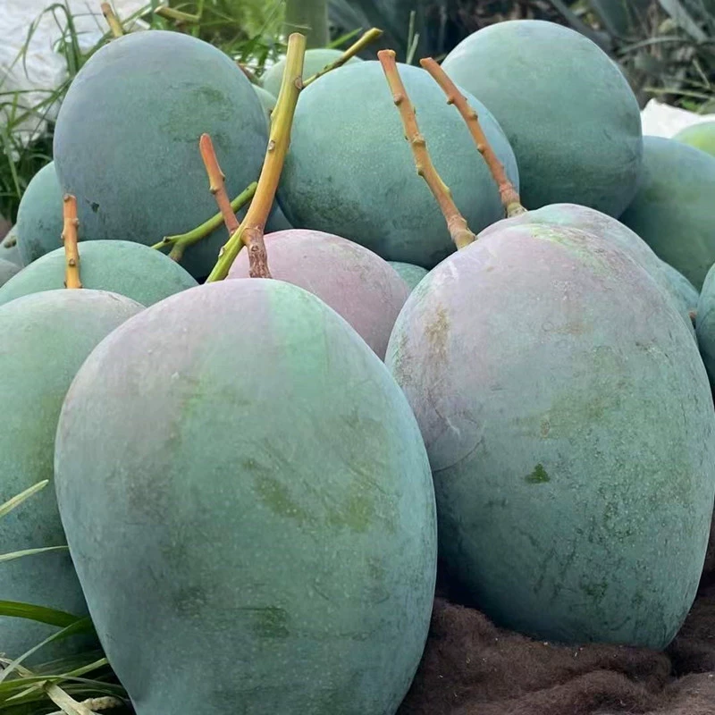 广供天下 攀枝花凯特芒果 单果400g起生鲜水果 8.5斤