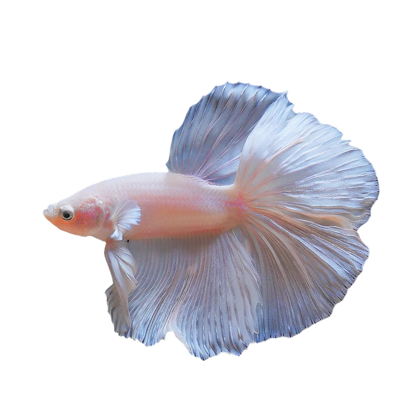 ���ڲ���������ľǧ̩�����������С�����ȴ�������С��׿������㵭ˮ���������� ��β*�۰װ��¹��������ϣ� 28.8Ԫ��2��(��14.4Ԫ/��)