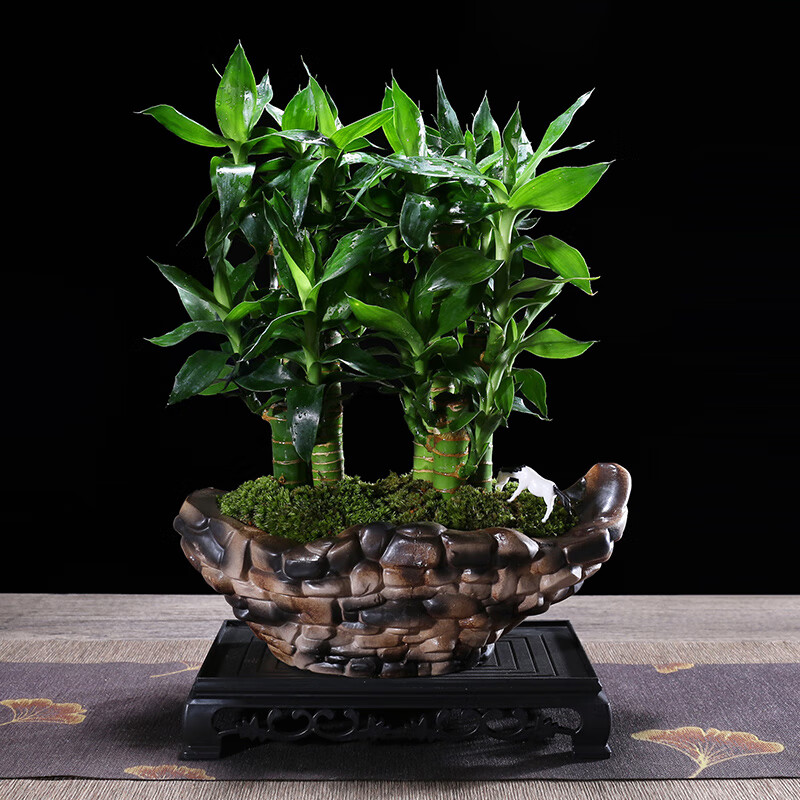 幼薇节节高富贵竹植物客厅转运绿植盆栽办公室内桌面好养盆景四季常青 三枝富贵竹+缺口鹅卵石陶瓷盆 带盆栽好