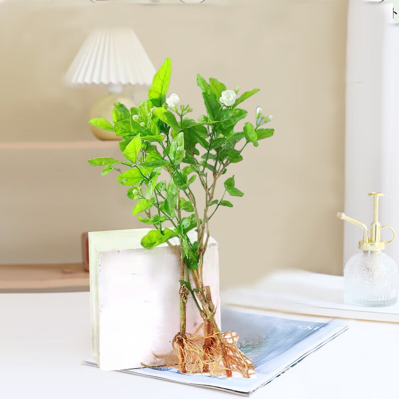 �������������Ի����ļ�������̨�칫���辰����������Ũ������ˮ�� ����6-8��+����