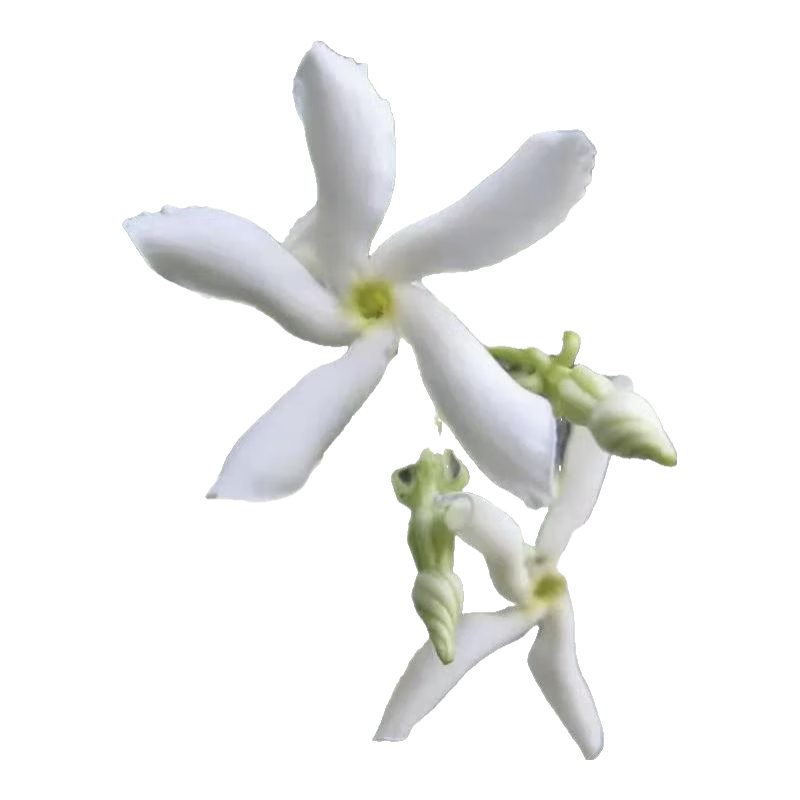 風(fēng)車茉莉爬藤植物垂絲絡(luò)石藤四季開(kāi)花苗室內(nèi)陽(yáng)臺(tái)常青綠植花卉盆栽 黃色風(fēng)車茉莉2米-2.2米高左右
