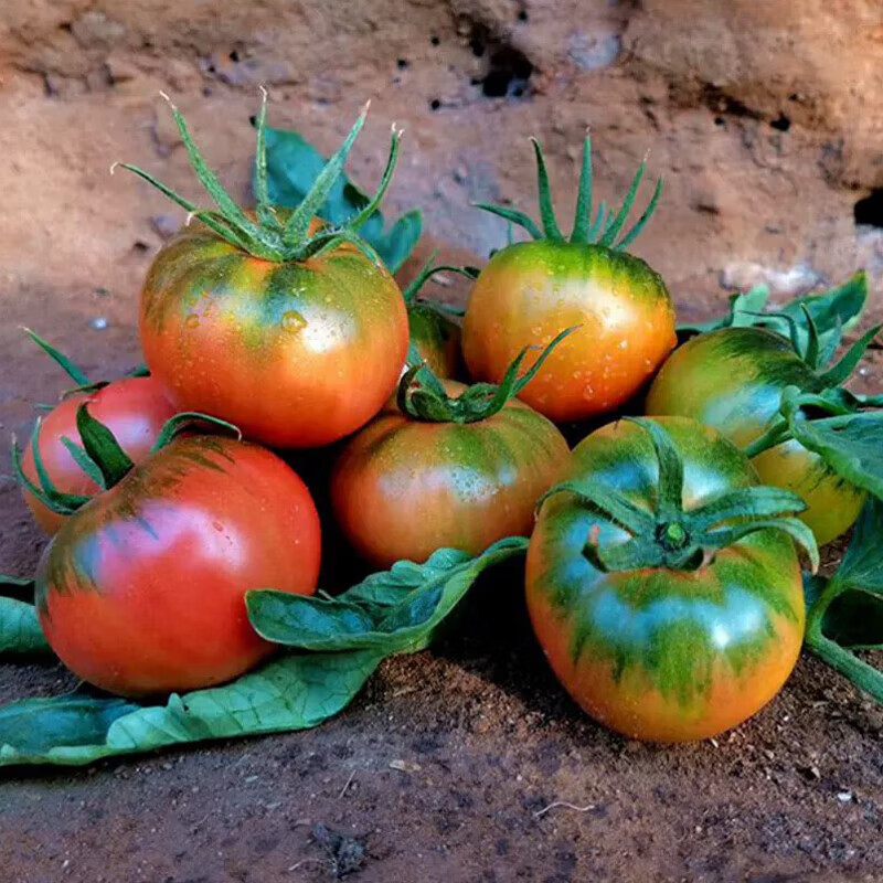 CNUS草莓番茄种子铁皮水果西红柿菜种籽超甜柿子蔬菜种子 草莓铁皮番茄种子【210粒】
