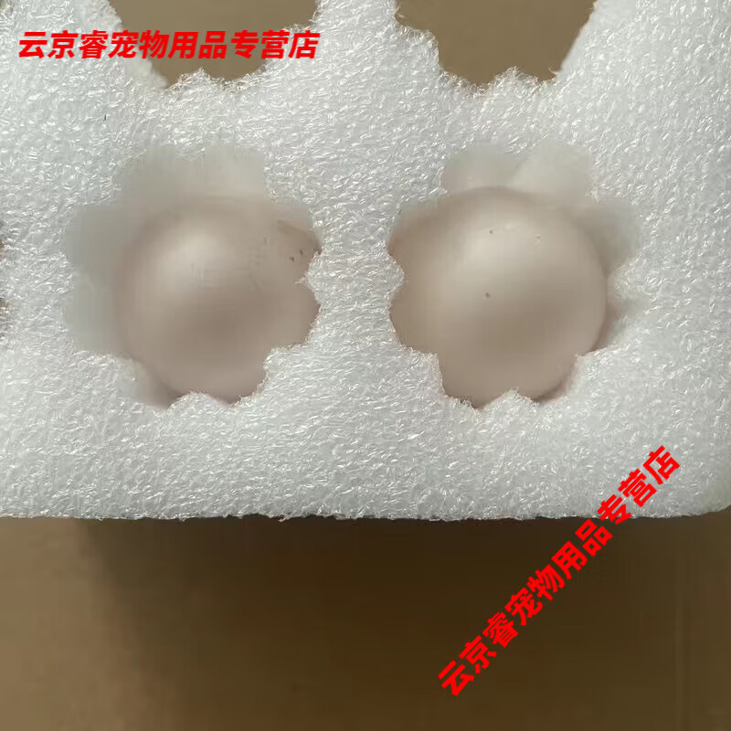 精品观赏鸽白色大毛领种鸽活体一对外系手养粘人宠物鸽活物受精蛋 大