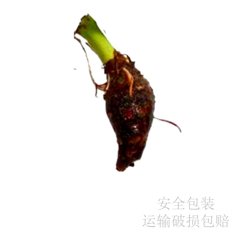 水培芋头懒人盆栽户外绿植鱼池水净化四季常青植物沼泽养龟青芋苗 六种沼泽植物组合