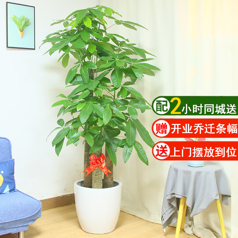 仙植缘【2小时同城配送】2米大型发财树盆栽绿植办公室客厅开业乔迁送礼 |约1.75米|步步高发财树|白瓷盆 专车送货 更快更好