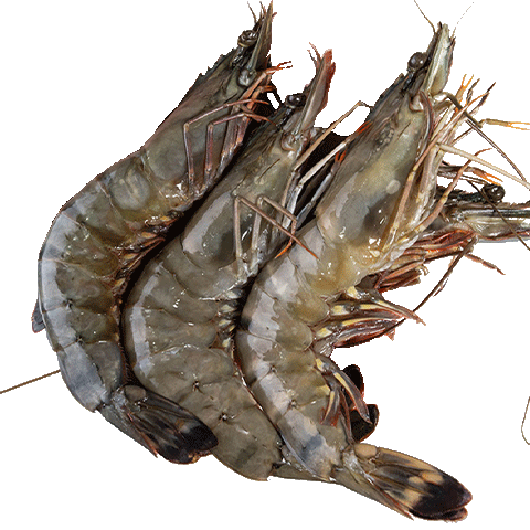 彈指鮮生越南黑虎蝦大蝦新鮮超大鮮活速凍海鮮水產(chǎn)巨型大號老虎蝦 【蝦王】約22cm 1.8斤(凈重)  不含冰8-10只