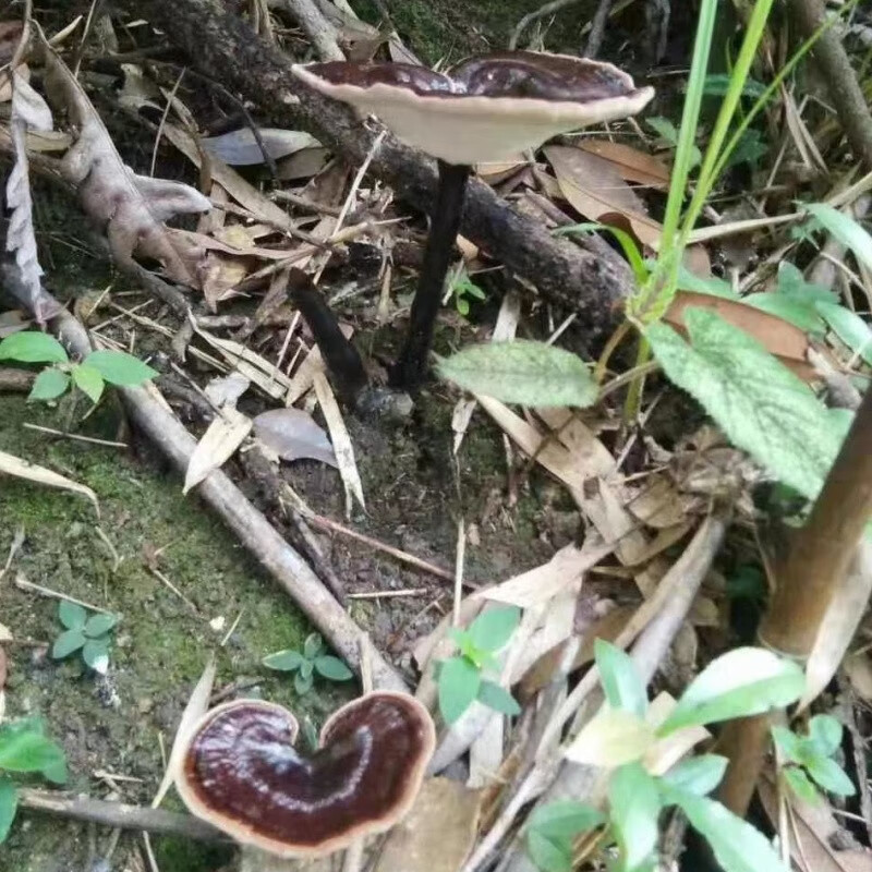 仙芝樓（XIANZHILOU）野生紫靈芝 紫芝干貨帶柄整枝不苦煲湯泡酒5 野生紫靈芝中小個(gè)250克