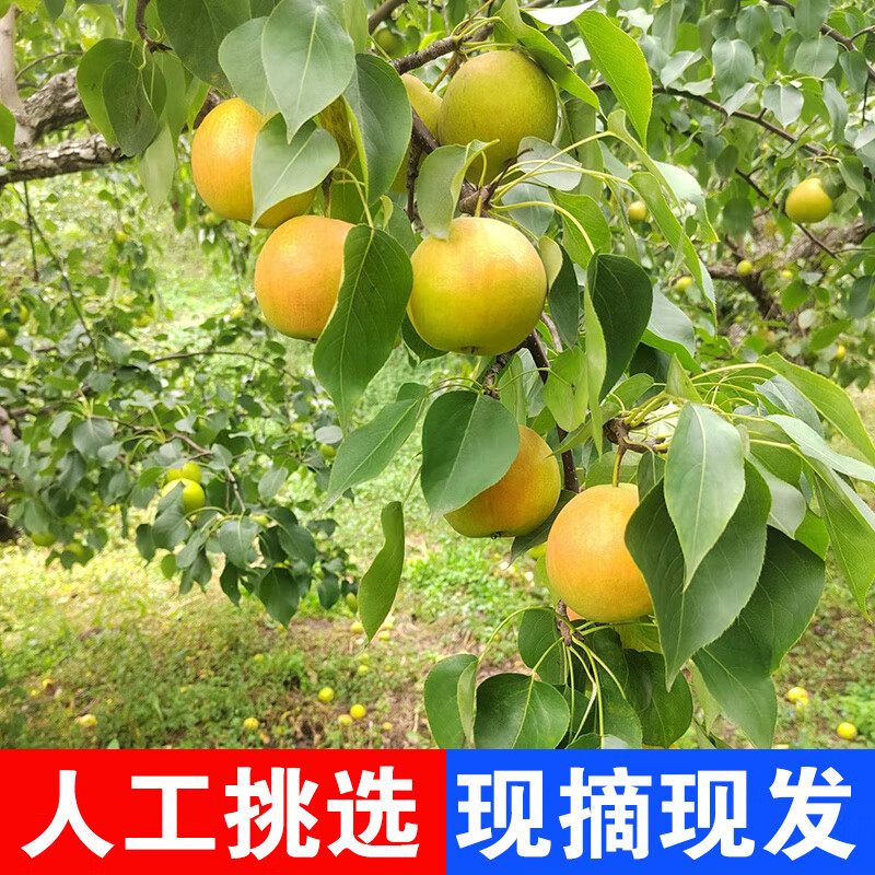 【新品】南果梨东北特产鞍山新鲜应季孕妇水果正宗酒梨香水梨 2斤 【礼盒】精选果/20枚 +礼推荐
