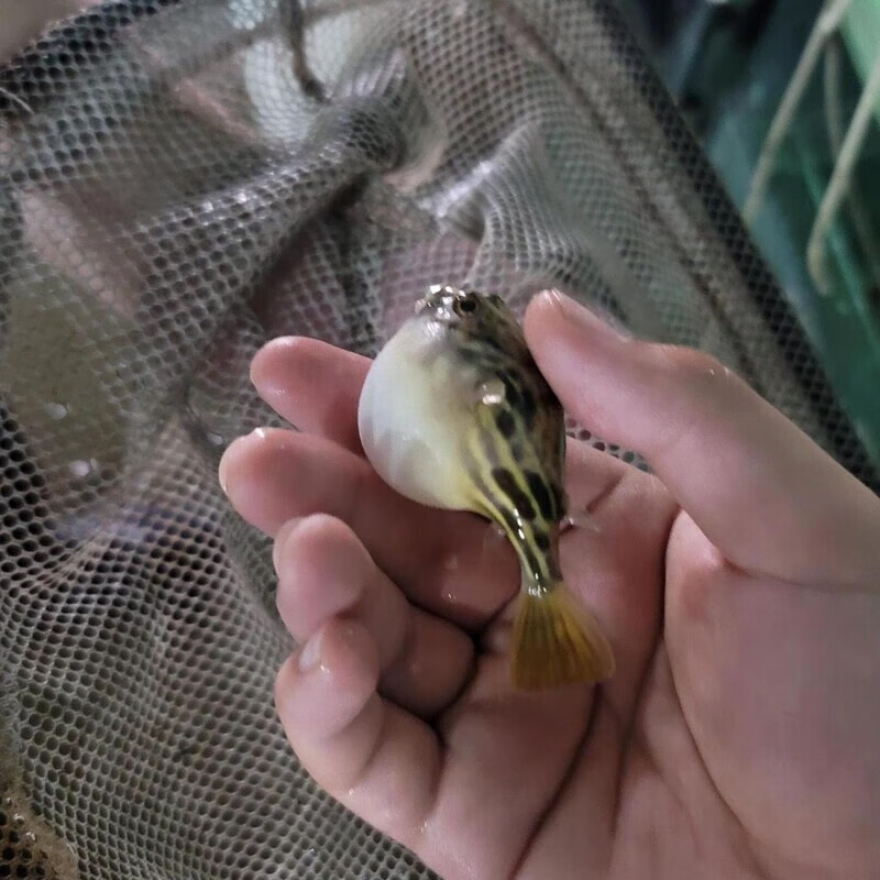 非洲进口野斑马狗头鱼淡水河豚凶猛热带鱼观赏鱼鱼苗皇冠狗头河豚