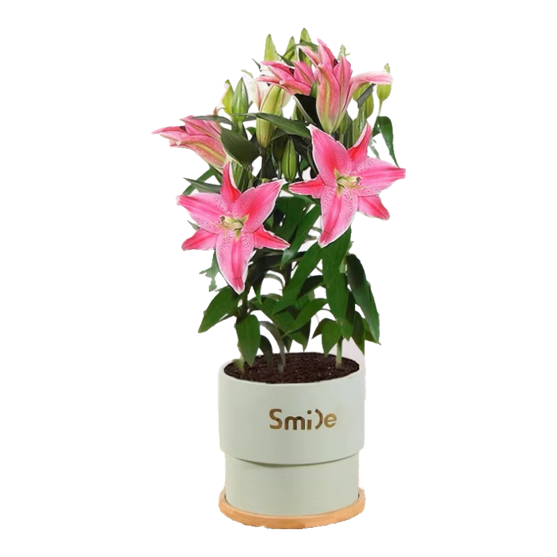 中夢香水百合鮮花盆栽帶花苞濃香型花卉植物室內(nèi)花苗客廳四季開花好養(yǎng) 香水百合 3株 7-9個花苞（中號白瓷盆）;含盆
