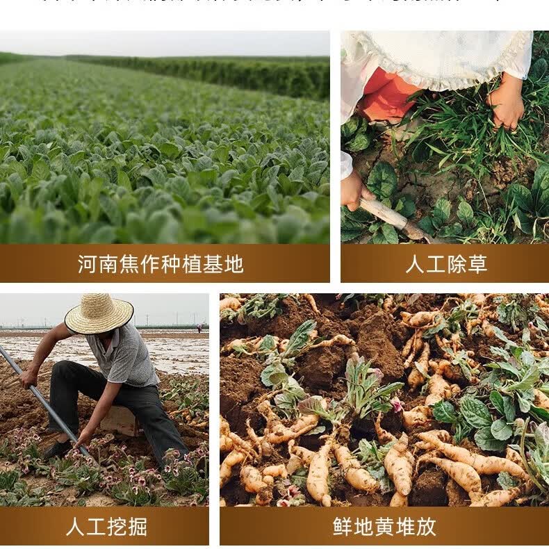 怀盛兴【正宗怀地黄】鲜地黄现挖新鲜中药材生地黄河南焦作直发特产 3斤大果【30-45个】