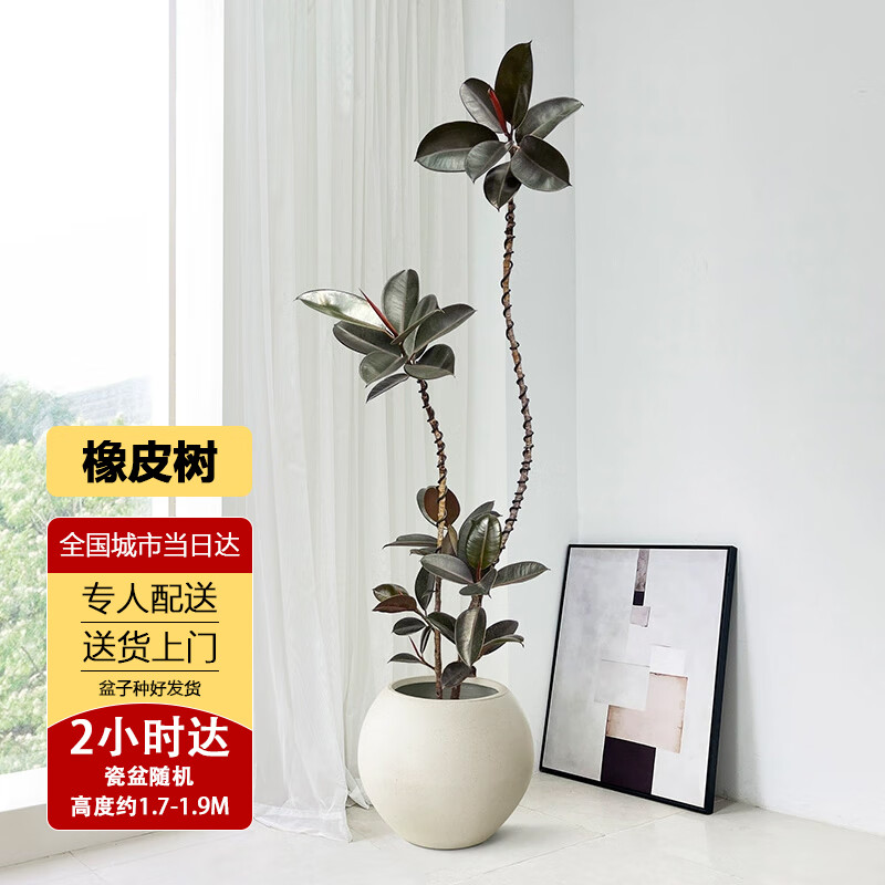 Only youСʱͺڽƤֲֲ 170-190cm