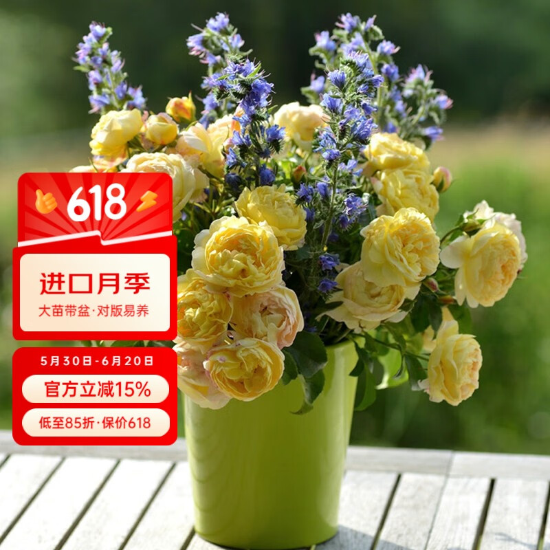 虹越（HONGYUE）進口月季花苗盆栽苗 法國戴爾巴德系列庭院月季花開花盆栽陽臺花 【進口月季大苗】黃金城堡 10L