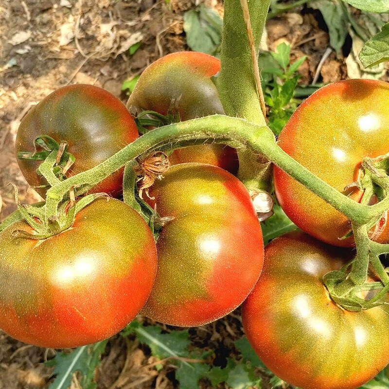 CNUS草莓番茄种子铁皮水果西红柿菜种籽超甜柿子蔬菜种子 草莓铁皮番茄种子【210粒】