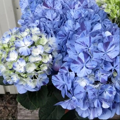 绣球花苗无尽夏盆栽进口万华镜大花八仙花室内外庭院花卉植物带盆s