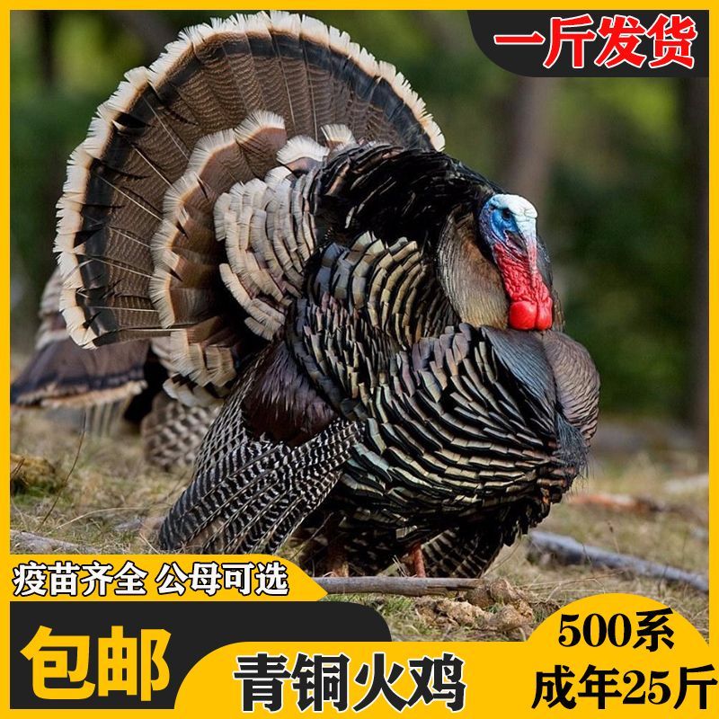 纳学【分公母】一斤火鸡苗现货大种青铜火鸡尼古拉火鸡500系家养正品