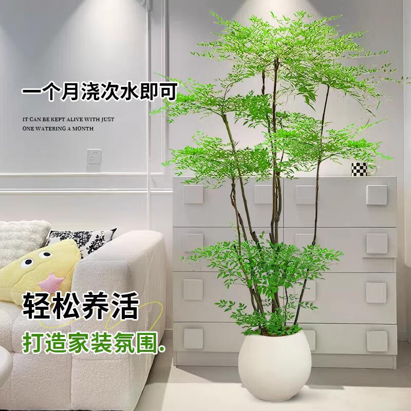 手耕田南天竹盆栽客厅大型绿植室内外落地式办公室观叶庭院植物四季好养 南天竹老桩1.6-1.8米4-6分枝配