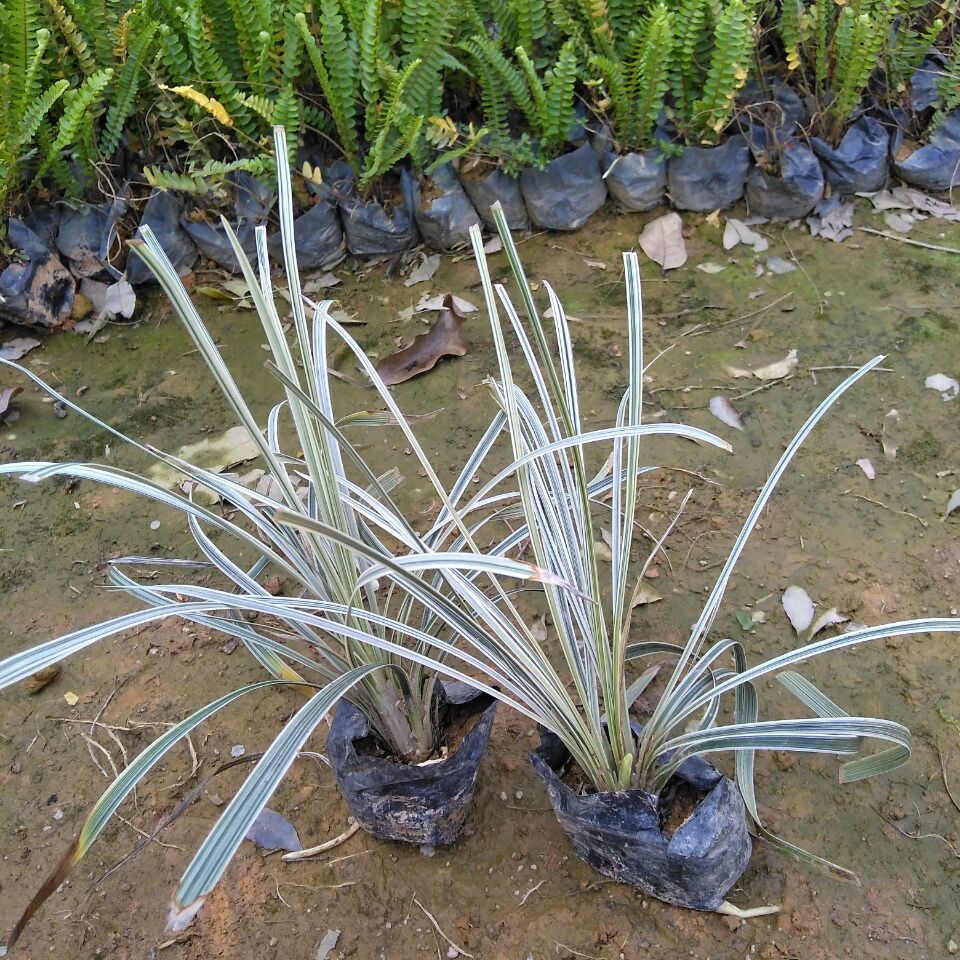 银边草盆栽丽蚌草麦冬沿阶草青叶吊兰办公桌宿舍庭院阳台易活植物 三